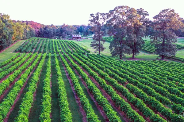 Landry Vineyards Cottages & RV Sites – photo 1