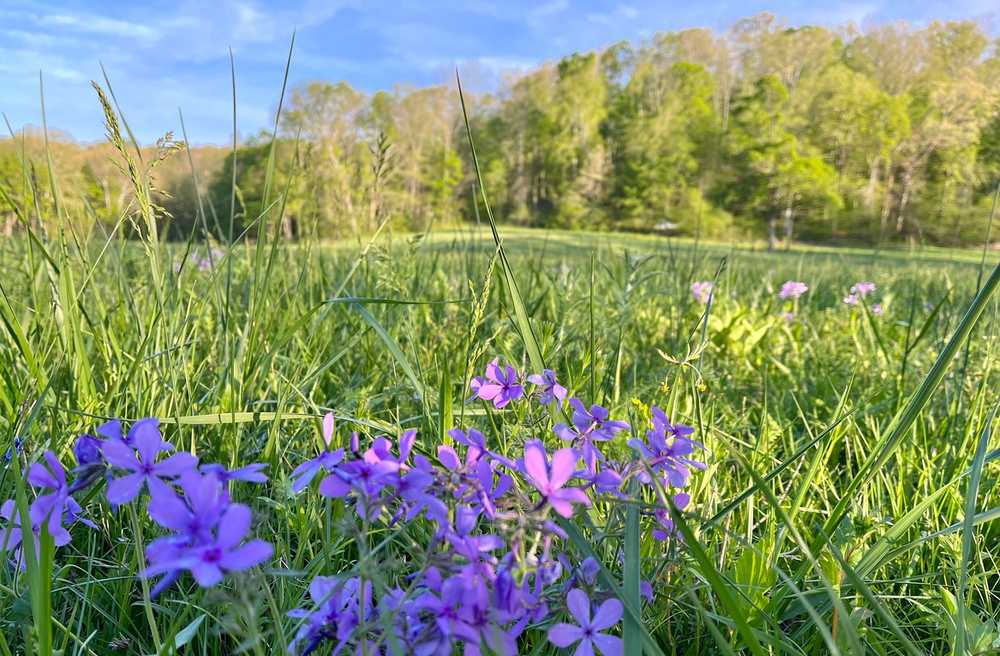 Trails End Ranch Campground, Marquand, Missouri - Photo 4