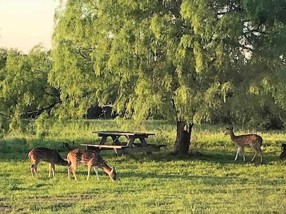 Safari Vista RV Park - Photo 2