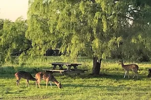 Safari Vista RV Park – photo 2
