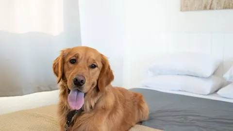 Queen & Full | Pet Friendly — image 4 of 4