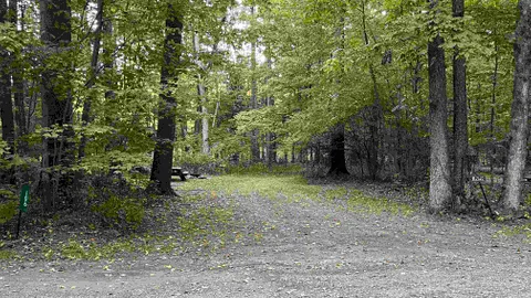 Tent / No Forest Amenity RV Site - 10 Person Maximum — image 1 of 10