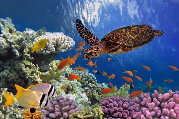 Ocean Odyssey: Dive into World Ocean Day
