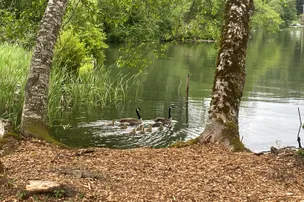 Mineral Lake Lions Den Campground – photo 2