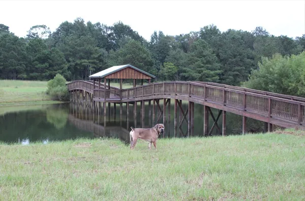 Bama Bison Farm, Opelika, Alabama campground