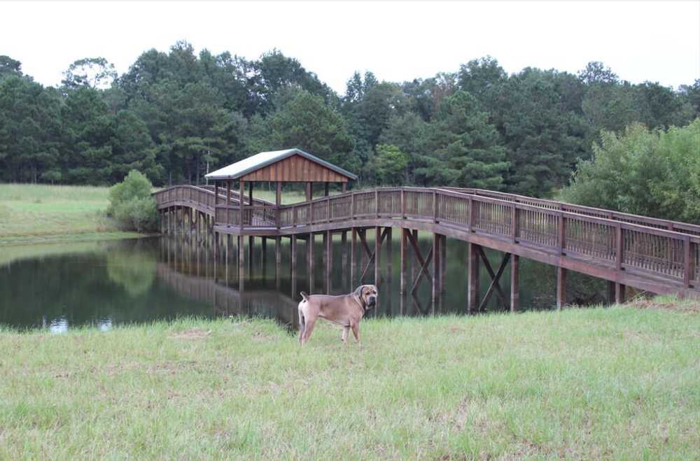 Bama Bison Farm, Opelika, Alabama - Main Photo