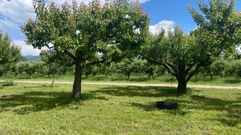 Apricot Lane Campsites — image 1 of 4