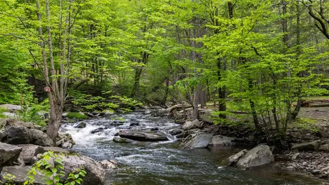 Creekside Basic Tent — image 4 of 4