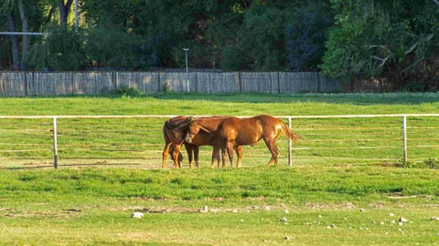 Back-in Pasture View 30/50 amp — image 2 of 9