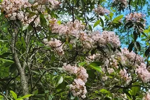 Teaberry Hill RV Campground – photo 3