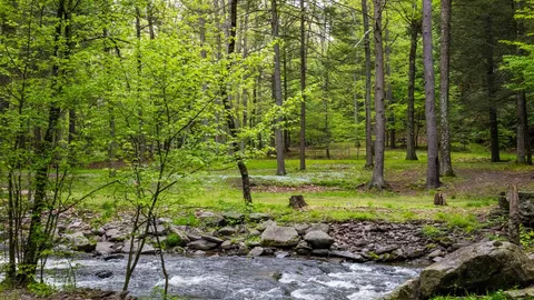 Creekside Rustic Tent — image 4 of 4