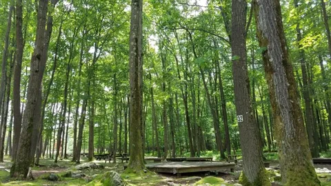Primitive Tent Site — image 1 of 3