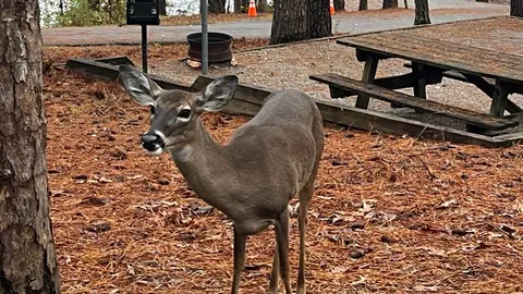 50 AMP Savannah River Interior Campsite — image 1 of 16