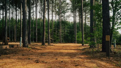 Premium Wooded Pull Through RV Site — image 2 of 3