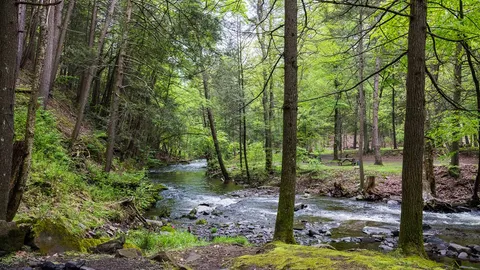 Creekside Rustic Tent — image 2 of 4