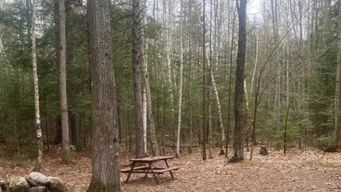 Wilderness Wooded Tent Site — image 1 of 1