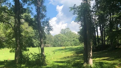Primitive Tent Site — image 2 of 19