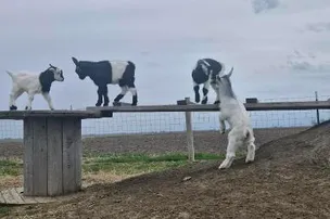 Bellinger's Liberty Acres Fainting Goats and Campground – photo 3