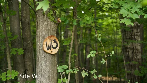 Wilderness Campsites - Main Park — image 2 of 23