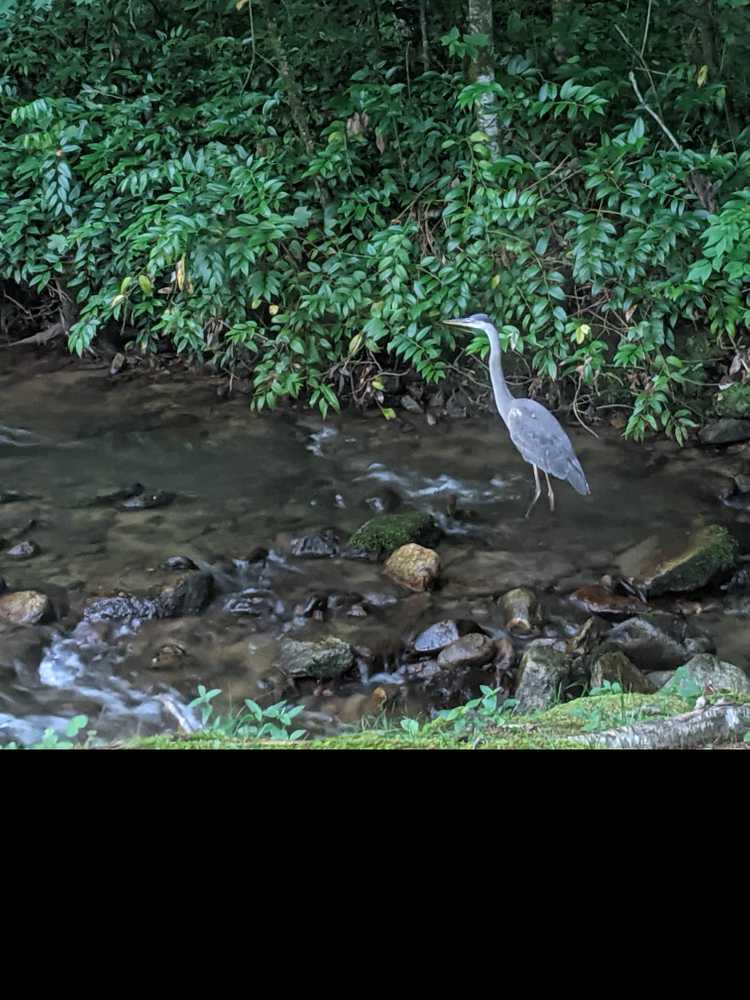 Trout Creek Campground, Tuckasegee, North Carolina - Photo 2