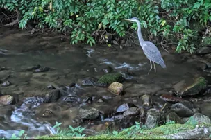 Trout Creek Campground – photo 2