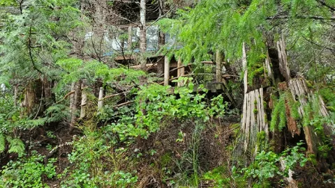 Tree House Cabin 2 — image 2 of 6