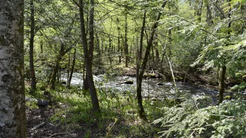Premium On River Full Hookup RV Site — image 14 of 14