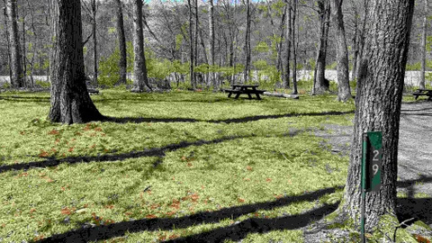 Forest Tent Site - 5 Person Maximum — image 1 of 6