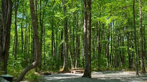 Wooded Electric Tent — image 2 of 4