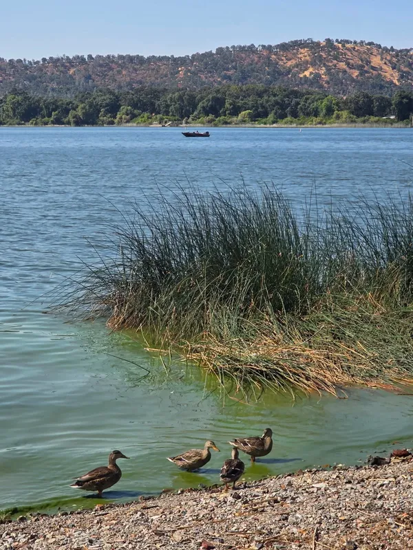 Wild Oaks RV Park, Clearlake Oaks, California campground