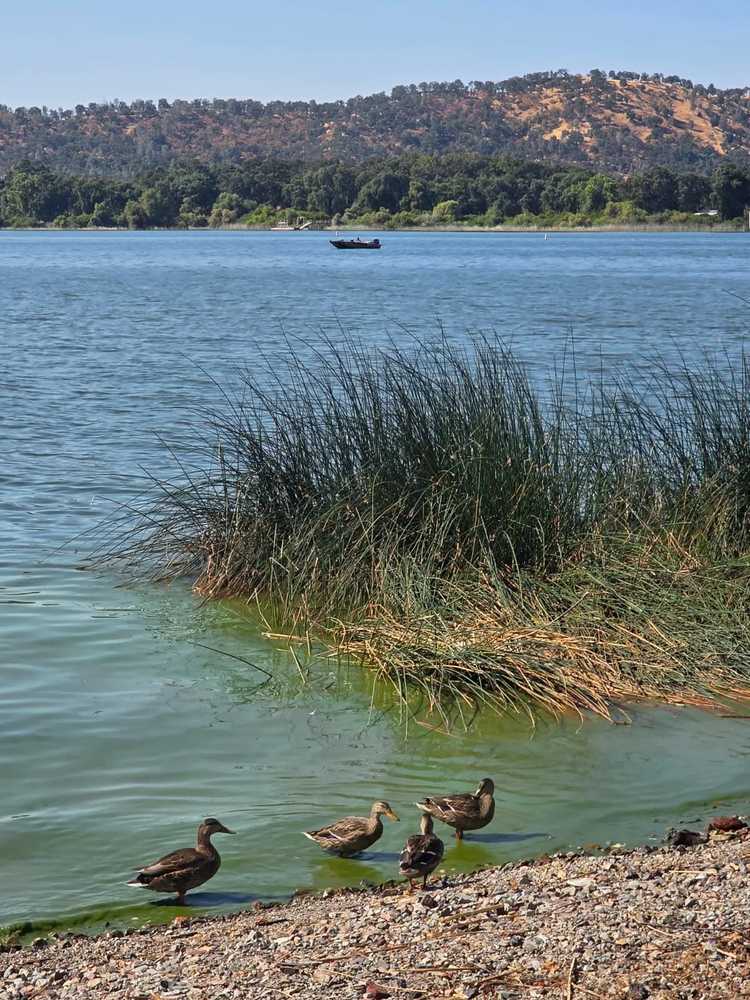 Wild Oaks RV Park, Clearlake Oaks, California - Main Photo