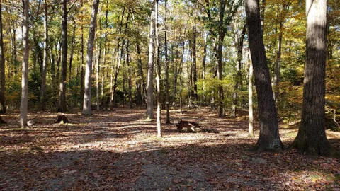 Primitive Tent Site — image 7 of 7