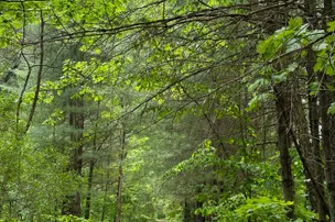 Dingmans Campground – photo 3