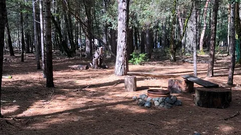 Dry Shaded Overflow Tent Site — image 2 of 7