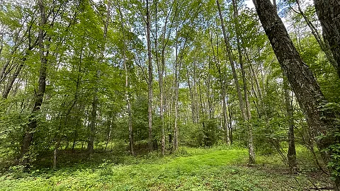 Rustic Tent Site — image 2 of 5