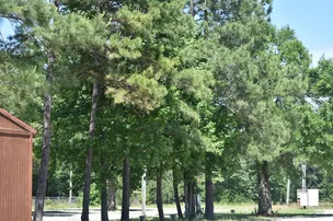 Peaceful Pines RV Park – photo 5