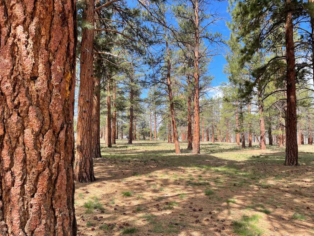 Coyote Ridge Campground, Fort Rock, Oregon - Main Photo