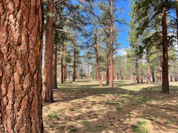 Coyote Ridge Campground, Fort Rock, Oregon campground