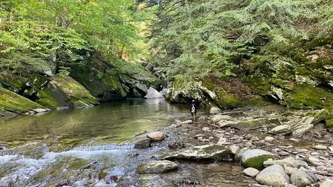 Tent Site in the Wooded area (non-river) — image 2 of 3