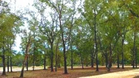 30/50 Amp RV Site — image 4 of 4