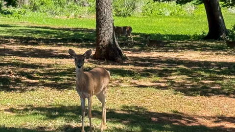 Primitive Sites — image 7 of 7