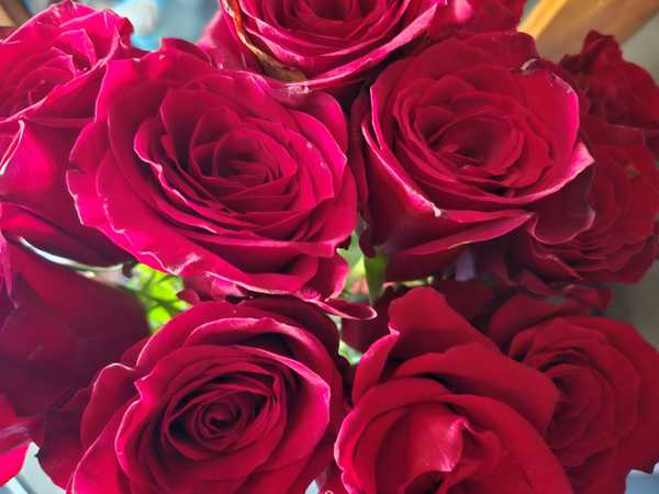 91st Texas Rose Festival