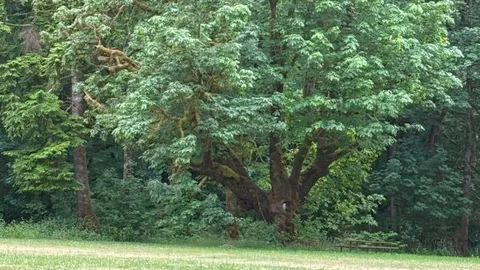 Section E - Group Camping - Open Grassy Area — image 1 of 2