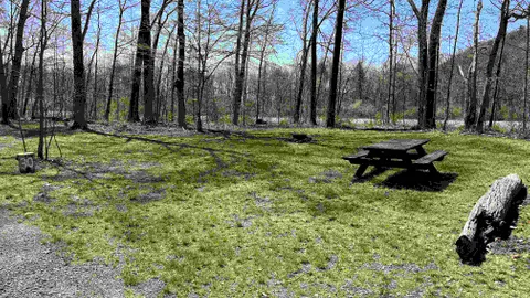 Forest Tent Site - 10 Person Maximum — image 1 of 15