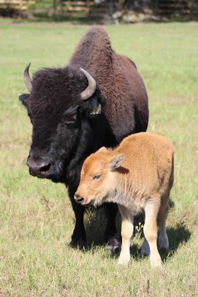 Bama Bison Farm, Opelika, Alabama - Photo 4