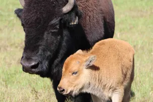 Bama Bison Farm – photo 4