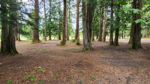 Section B - Tree Canopy Area — image 1 of 3