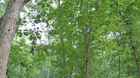 Primitive Tent Site — image 6 of 6