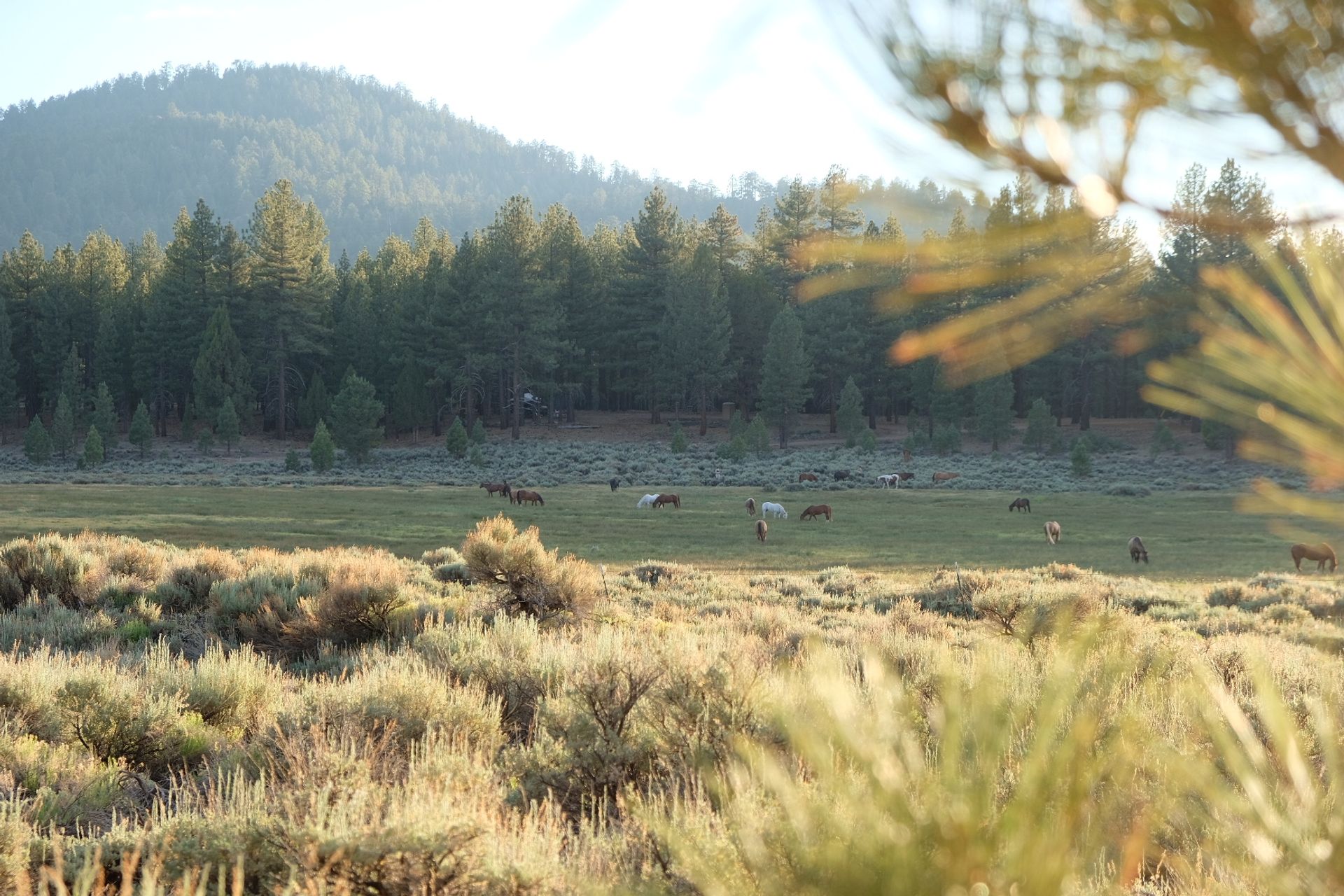 Holcomb Valley Ranch