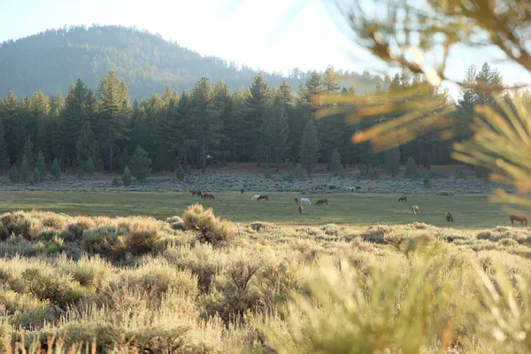 Holcomb Valley Ranch – photo 1
